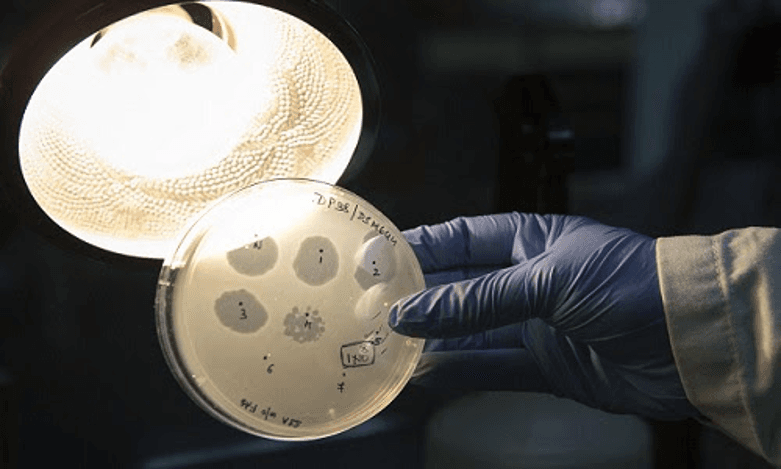 Image for The Genome the Model Wrote: Inside the First AI-Designed Virus